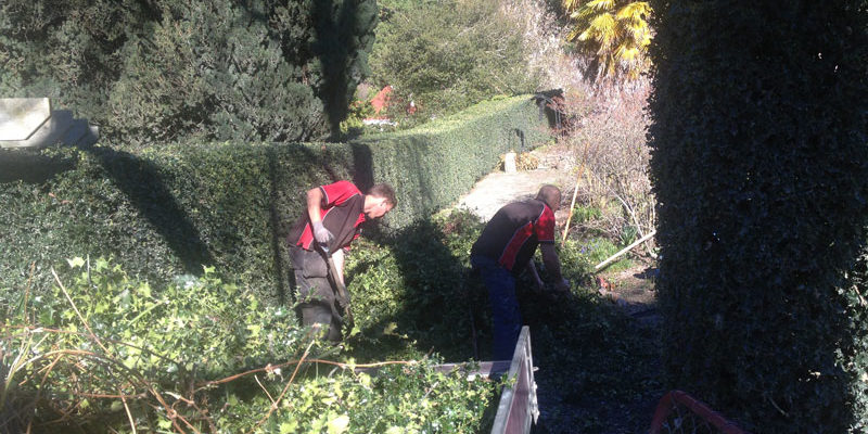 Tree Work & Hedge Trimming - Queenstown Landscaping
